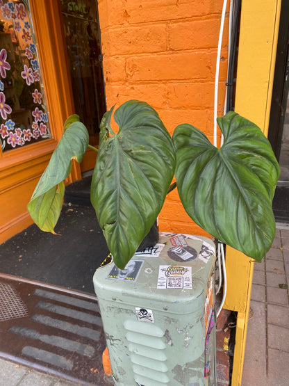 6” Philodendron Columbia (TAC)