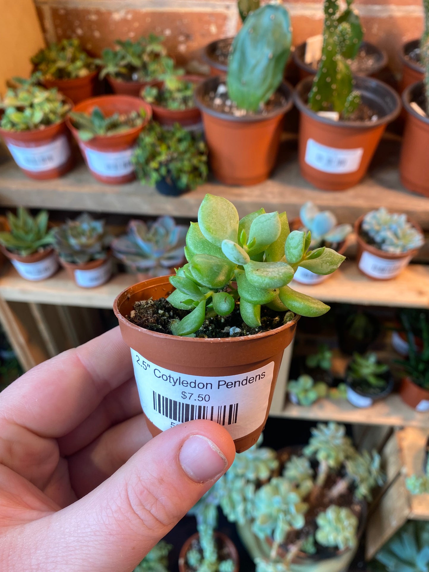 2.5" Cotyledon Pendens