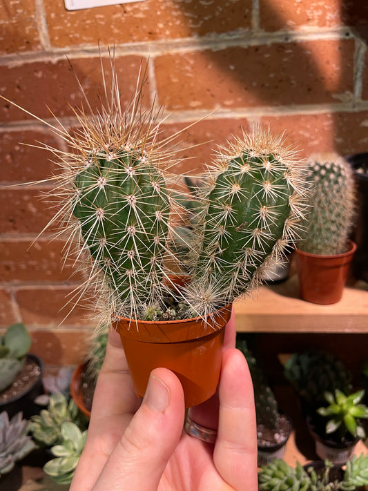 2.5” Echinocereus Cactus