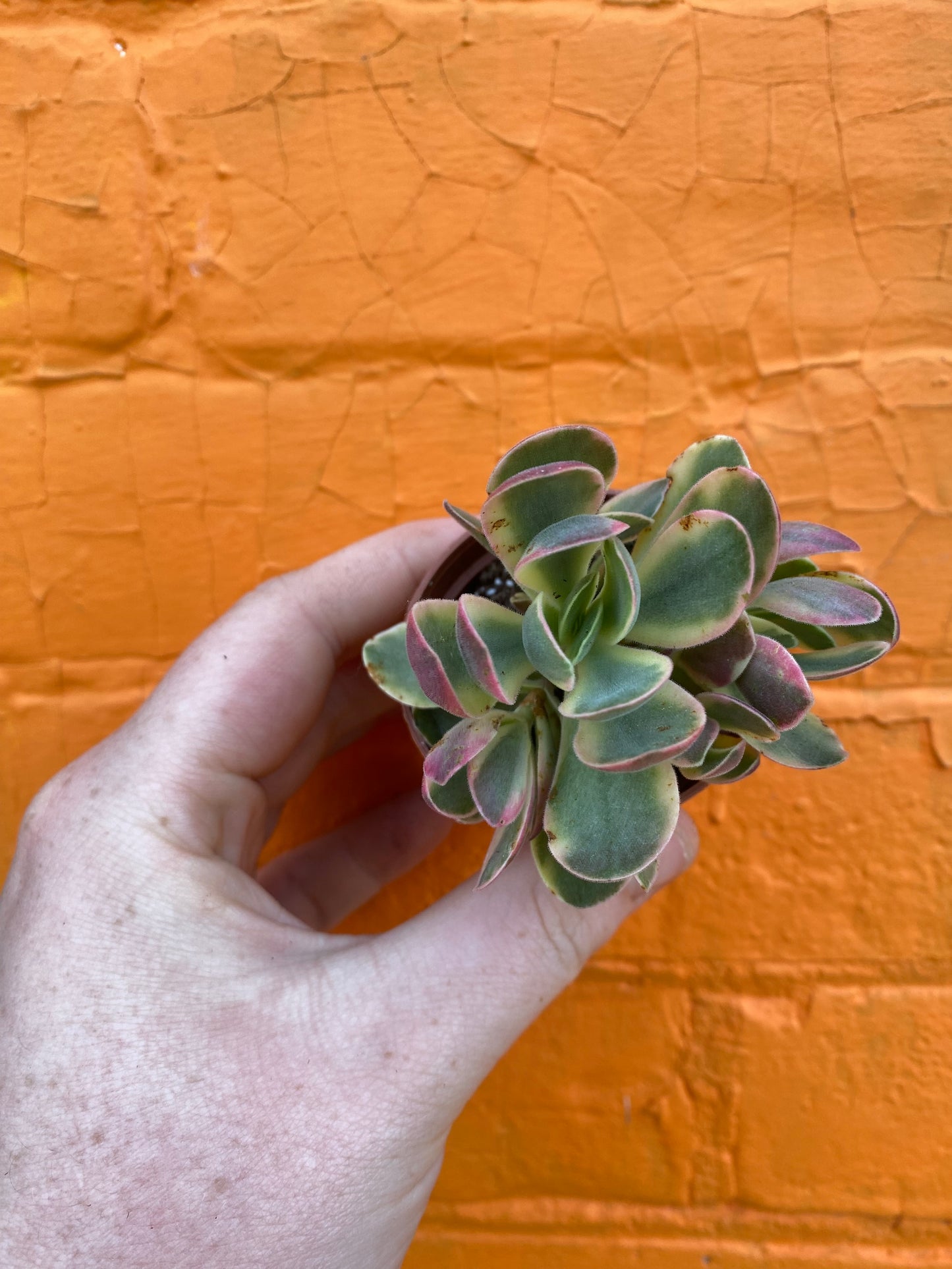 2.5" Crassula Swaziensis Variegata