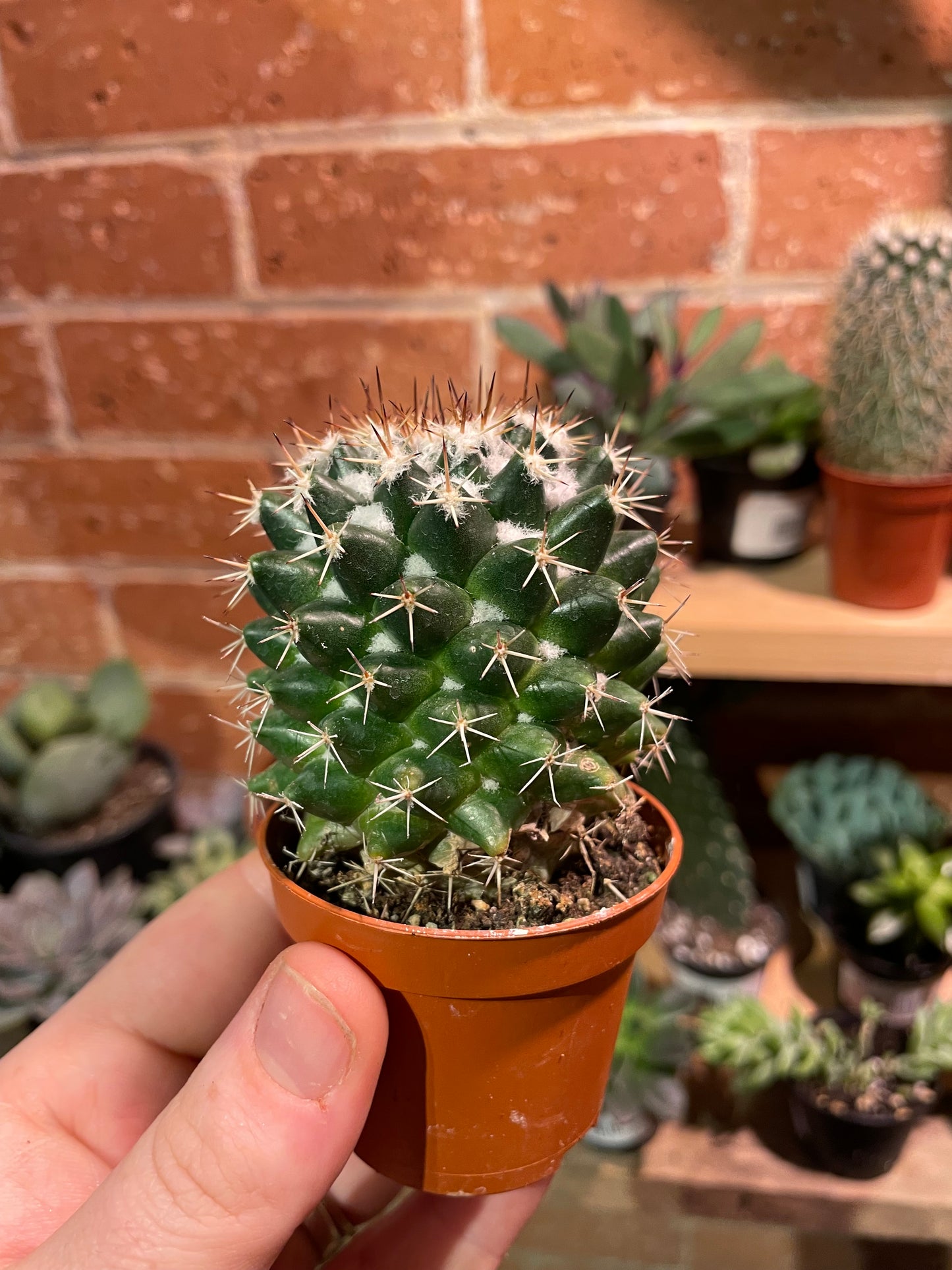 2.5” Mammillaria Polythele Cactus