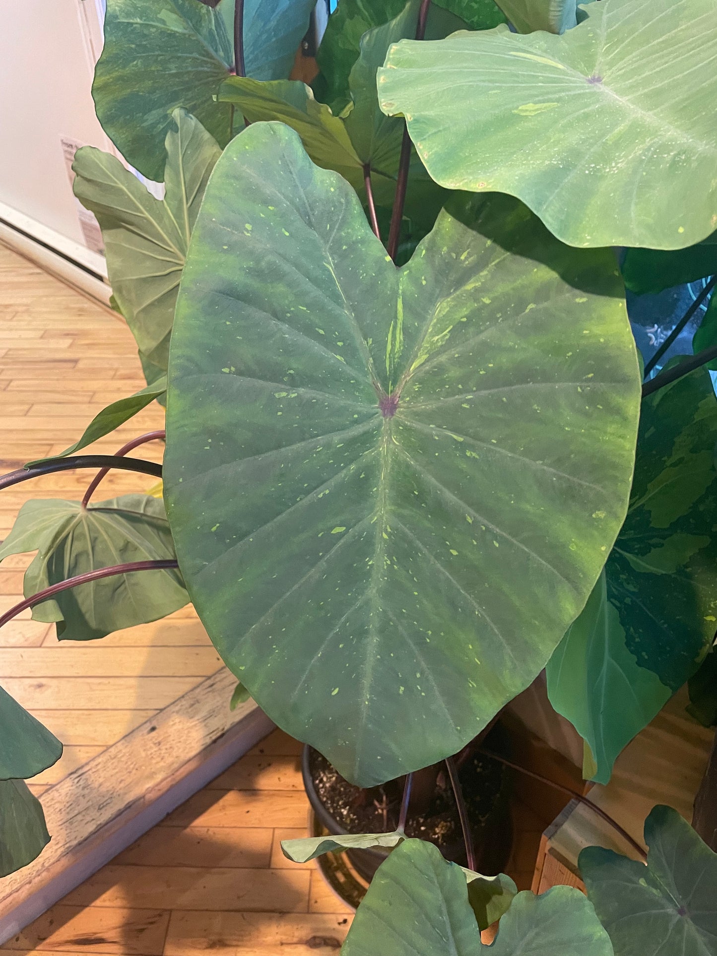 10" Colocasia Lemon Lime Gecko