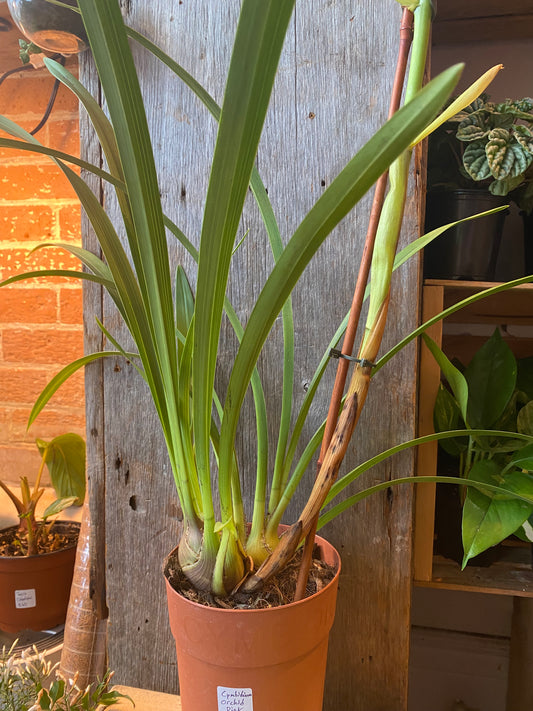 6" Cymbidium Orchid Pink