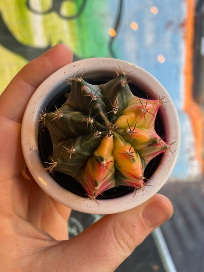 3" Gymnocalycium Mihanovichii Moon Cactus