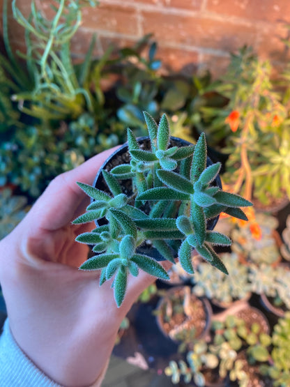 2.5" Crassula mesembryanthemoides
