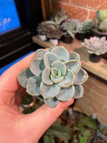 2.5” Pachyveria Orpet