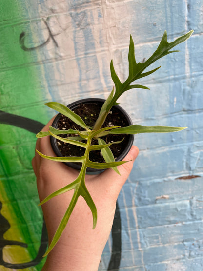 3.5" Philodendron Tortum