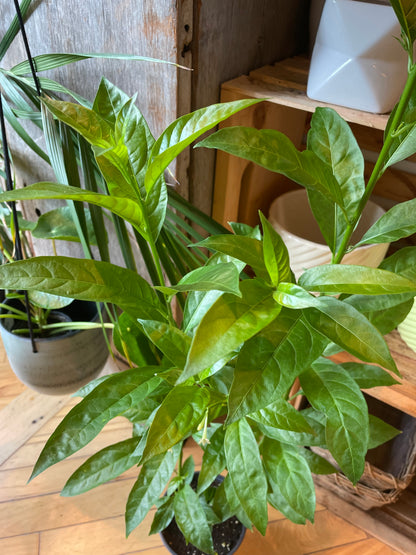 5" Night Blooming Jasmine | Cestrum Nocturnum