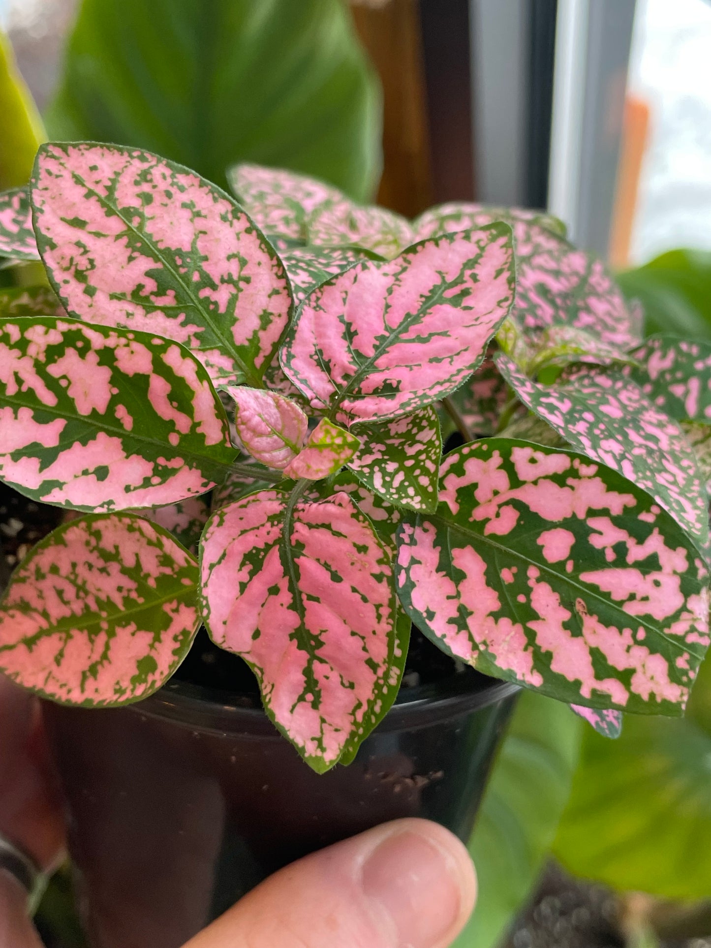 3.5" Polka Dot Plant | Pink