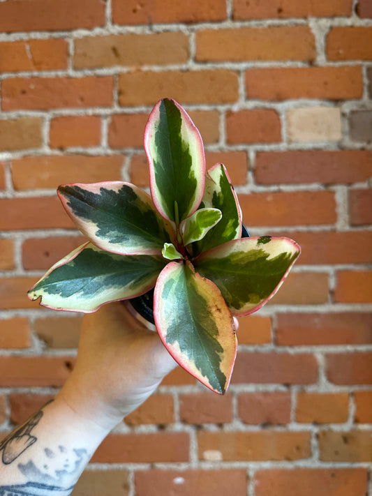 3.5" Peperomia Ginny