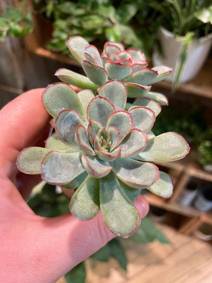 2.5" Echeveria Pulidonis