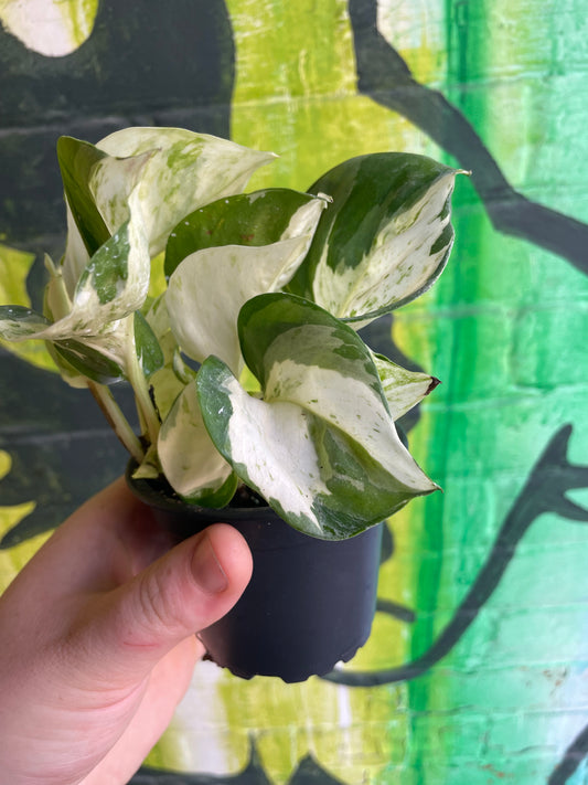 3.5" Pothos Manjula