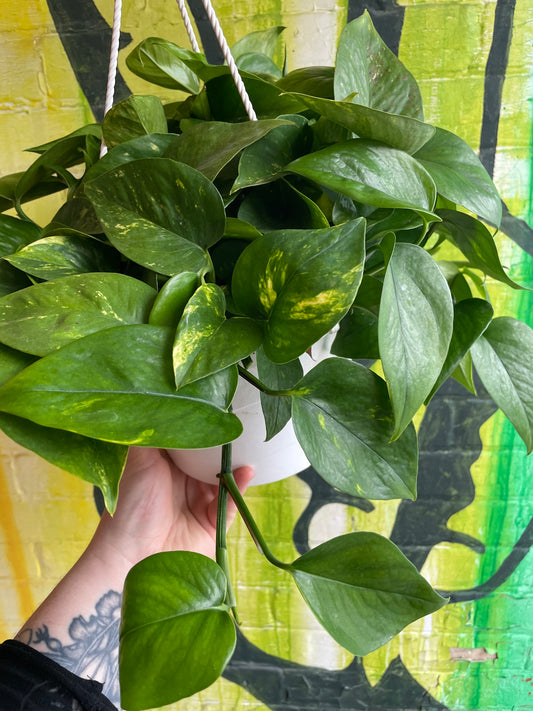 8" Pothos Golden Hanging Basket