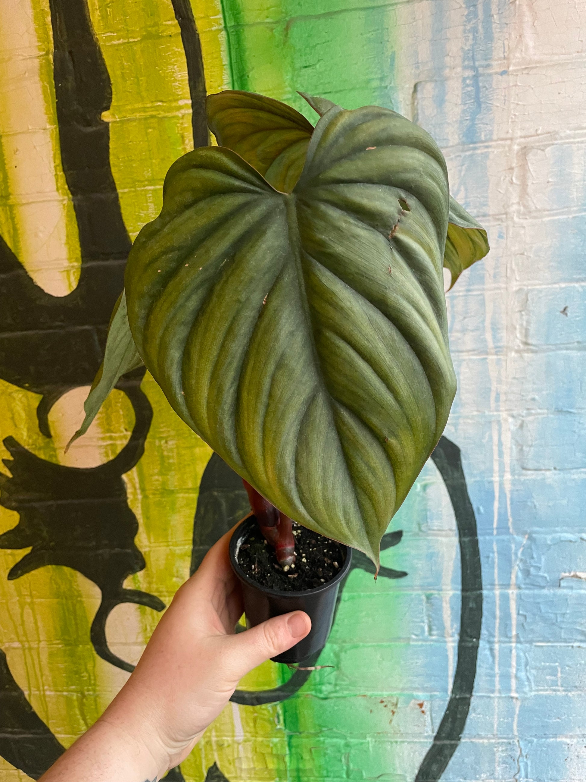 philodendron columbia 4" Philodendron Columbia – Plant Goals
