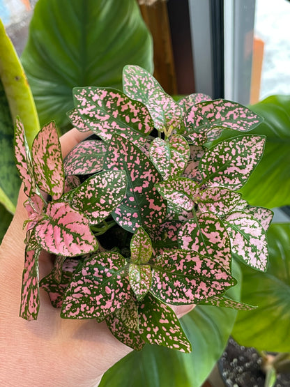 house plant with pink spots 3.5" Polka Dot Plant