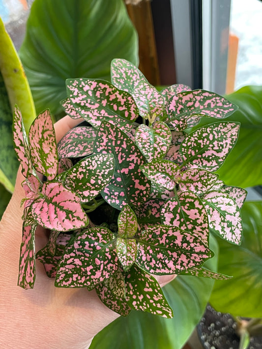 3.5" Polka Dot Plant | Pink