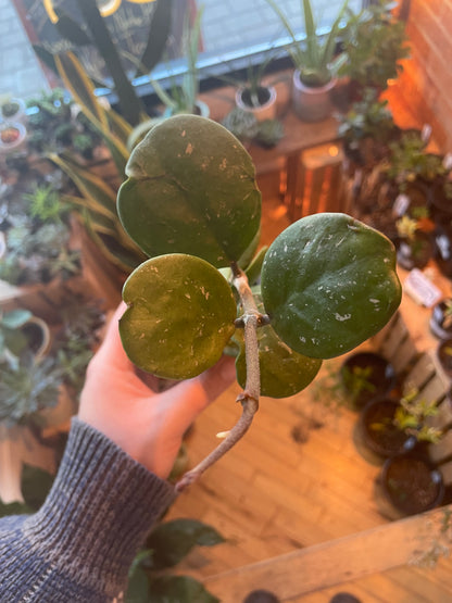 3.5" Hoya Obovata