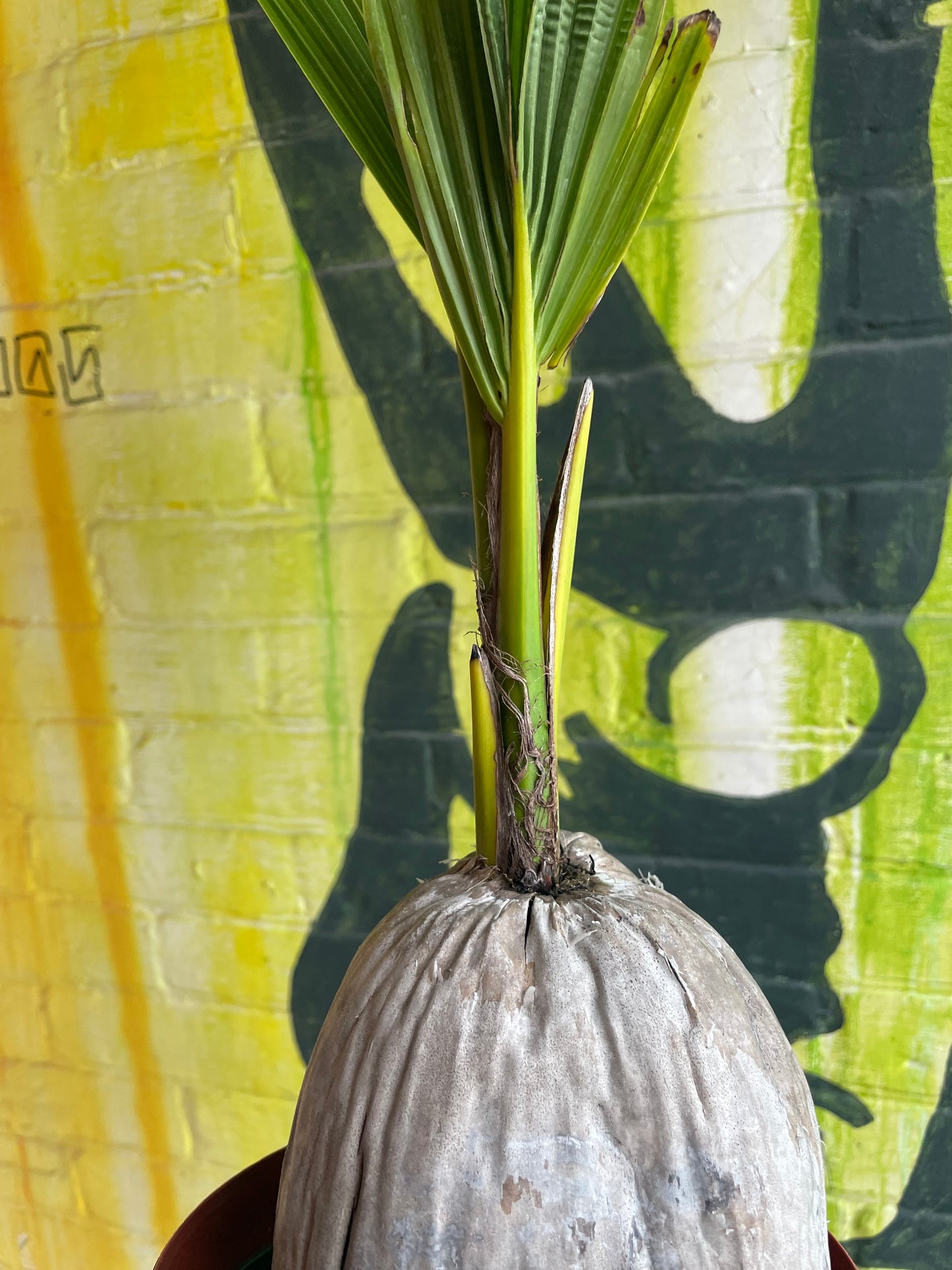 6” Coconut Palm