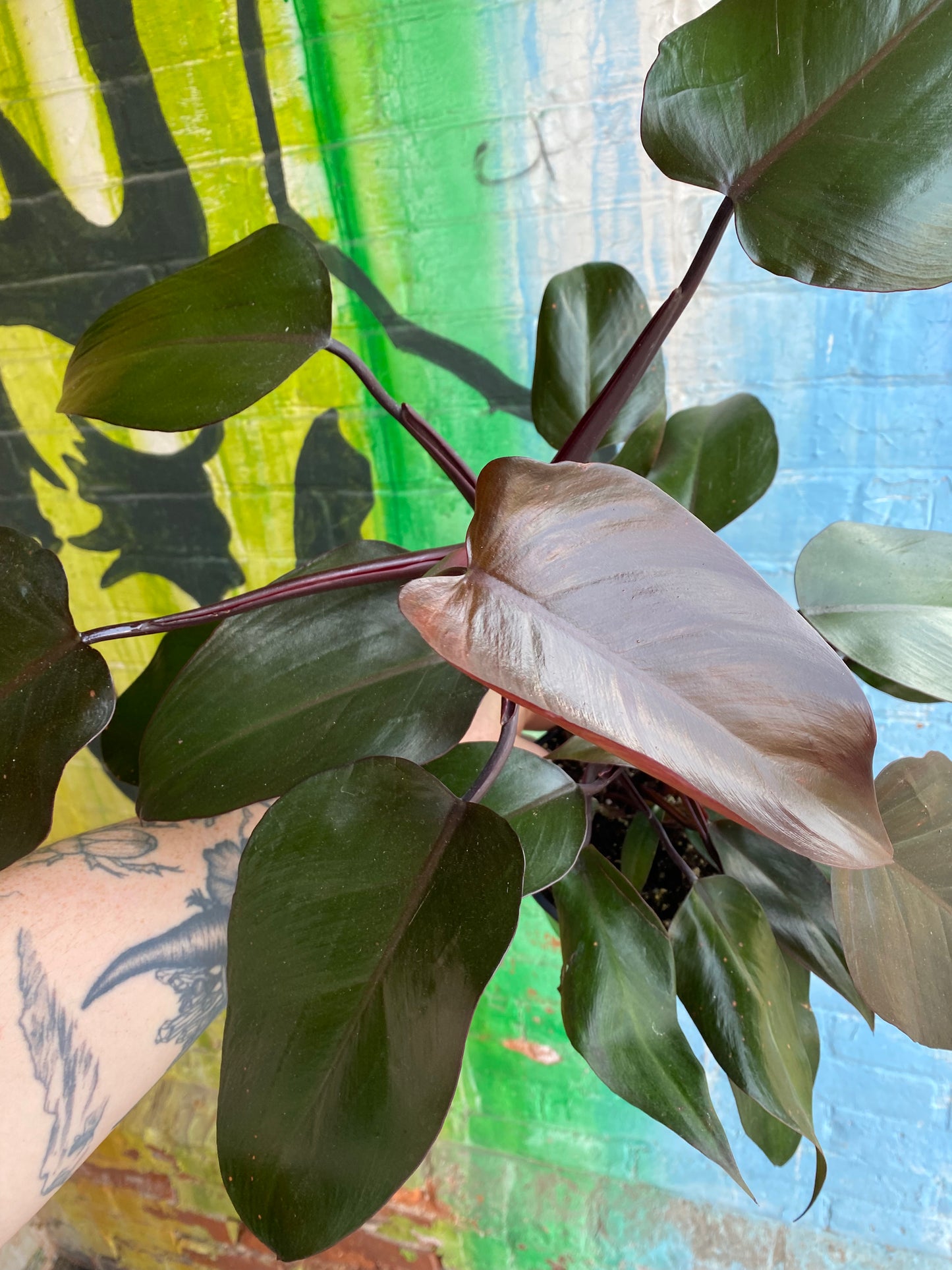 6” Philodendron New Red