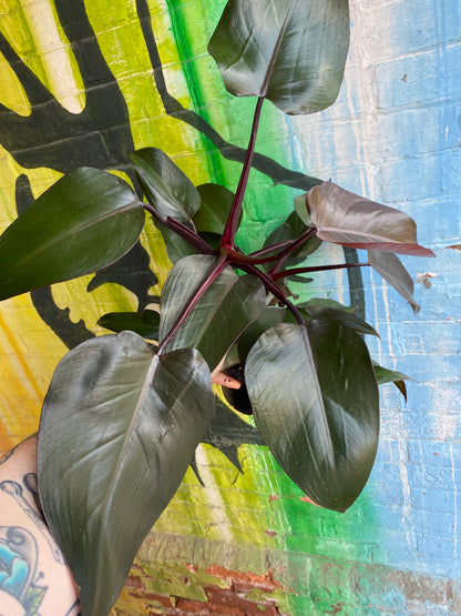 6” Philodendron New Red