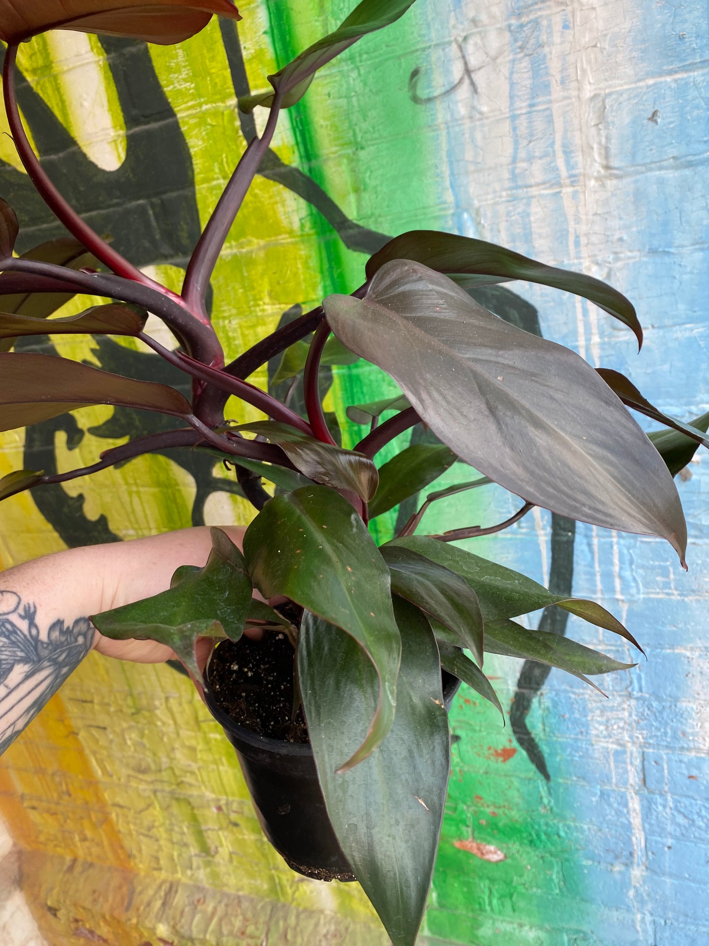 6” Philodendron New Red