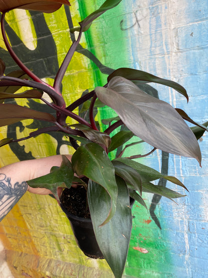 6” Philodendron New Red