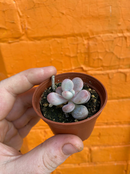 2.5" Graptopetalum amethystinum