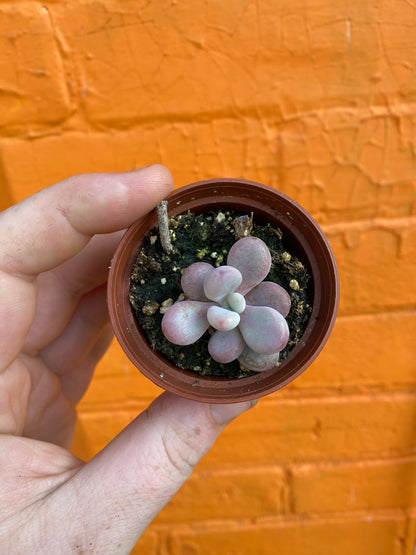 2.5" Graptopetalum amethystinum