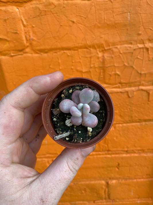 2.5" Graptopetalum amethystinum