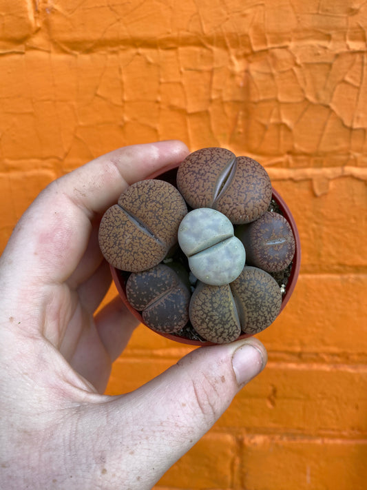 3" Lithops | Living Stone