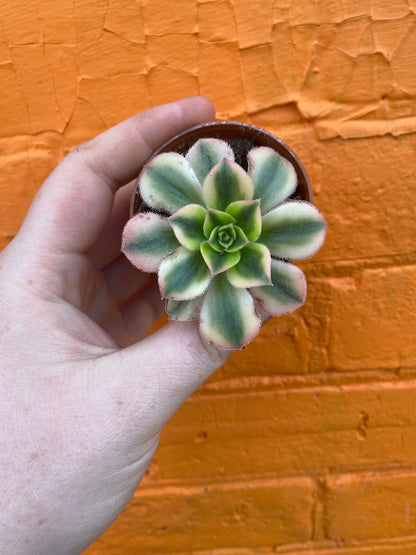 2.5" Aeonium haworthii Sunburst