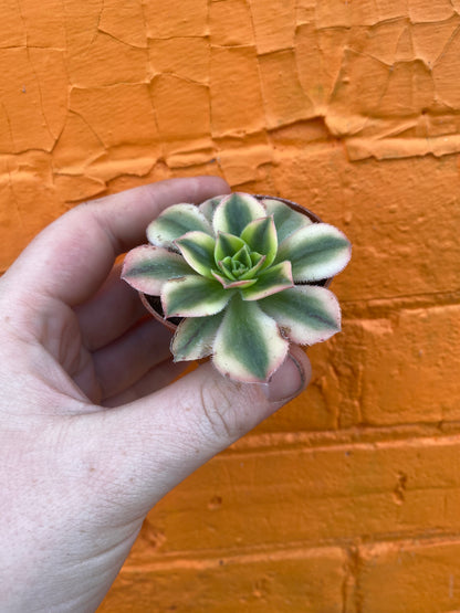 2.5" Aeonium haworthii Sunburst