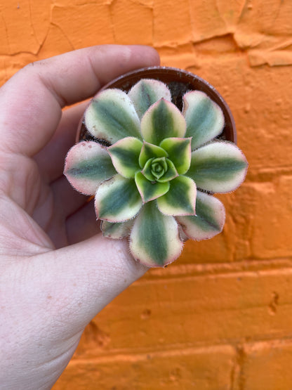 2.5" Aeonium haworthii Sunburst
