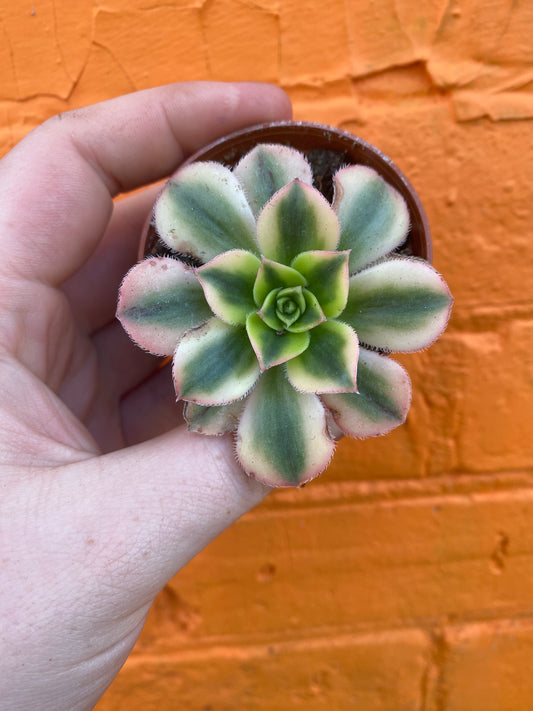 2.5" Aeonium haworthii Sunburst