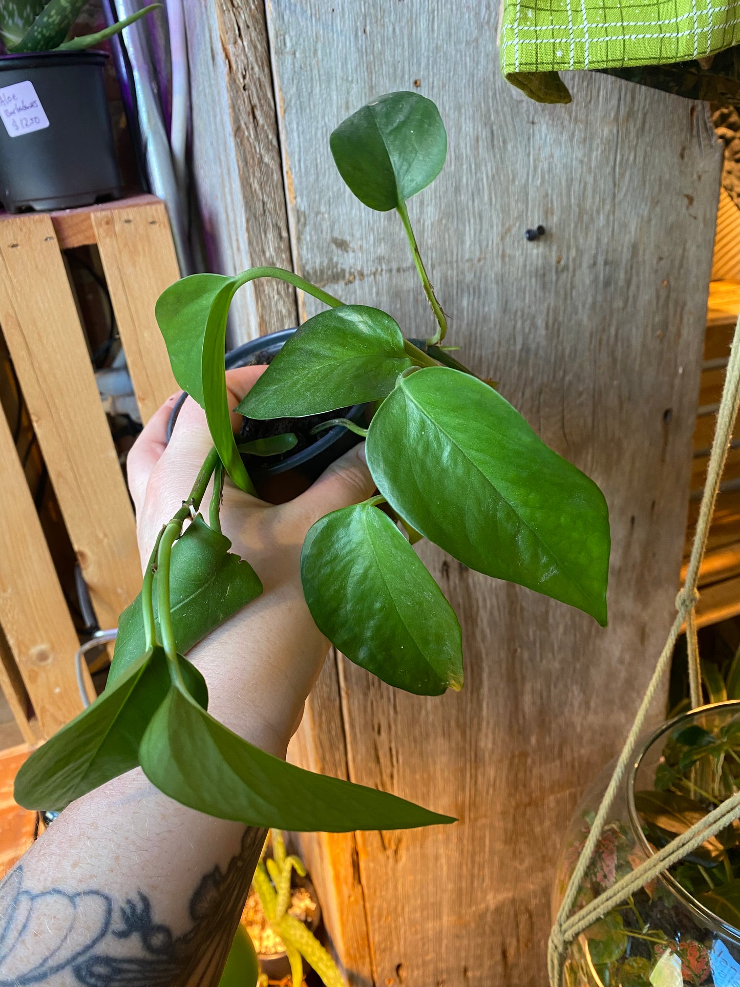 4" Pothos Green Jade