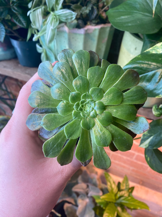 3.5” Aeonium Tabuliforme