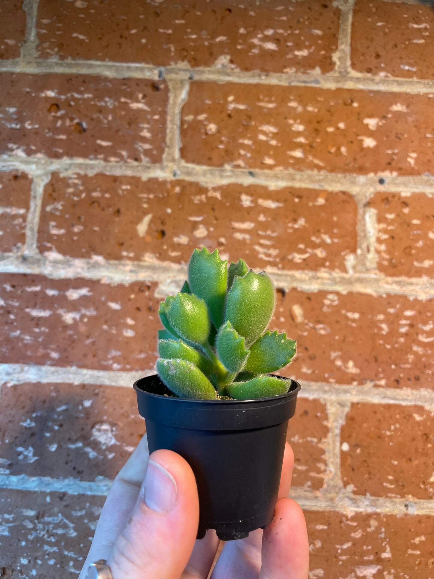 2.5" Cotyledon Tomentosa | Bear Paw Succulent