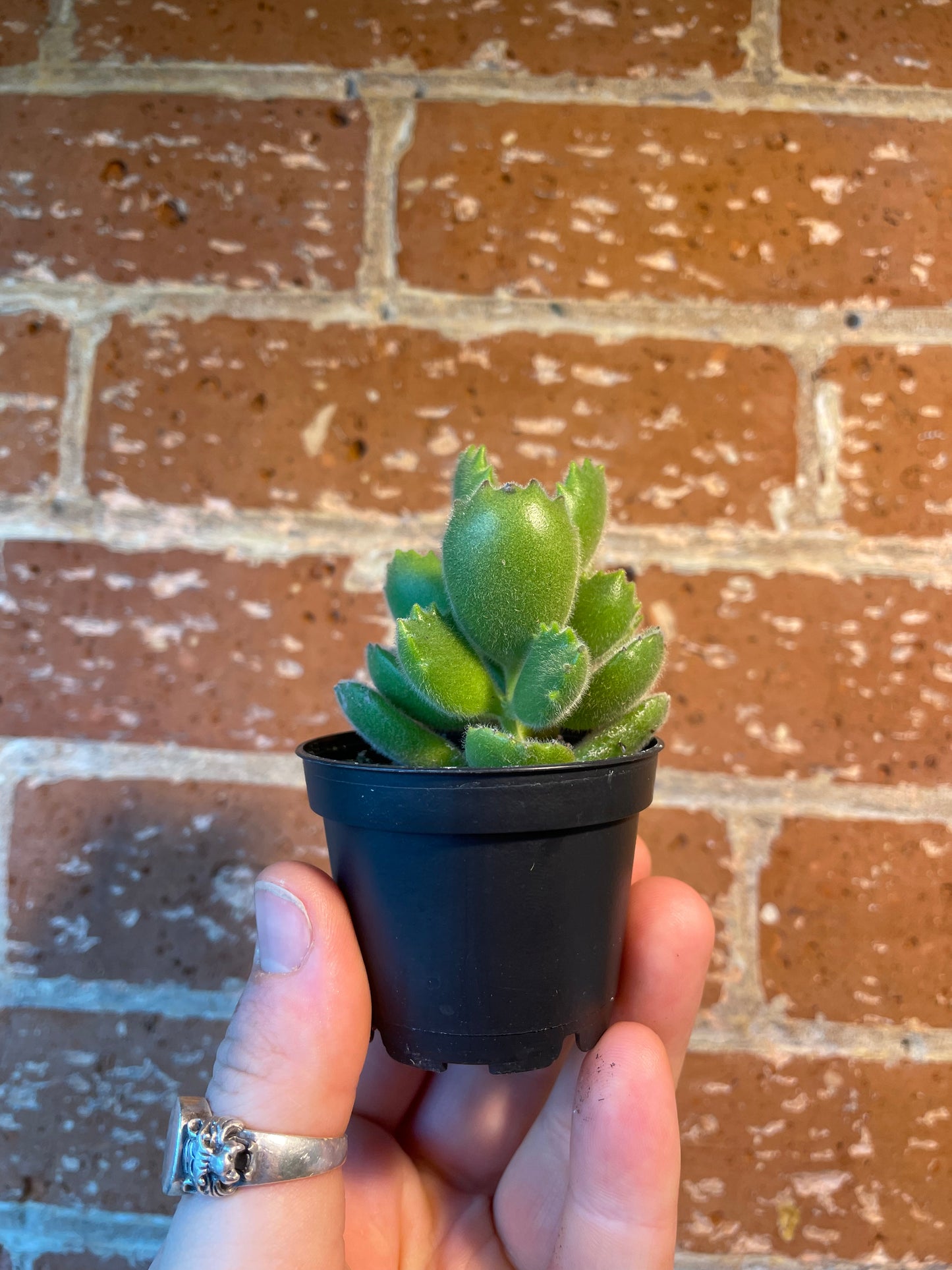 2.5" Cotyledon Tomentosa | Bear Paw Succulent