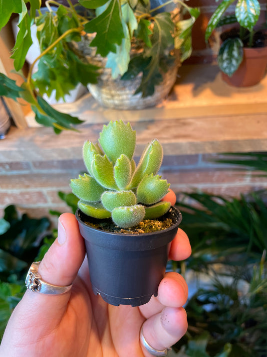 2.5" Cotyledon Tomentosa | Bear Paw Succulent