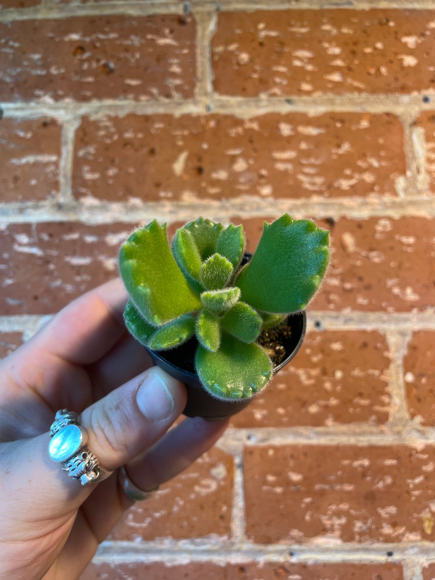 2.5" Cotyledon Tomentosa | Bear Paw Succulent