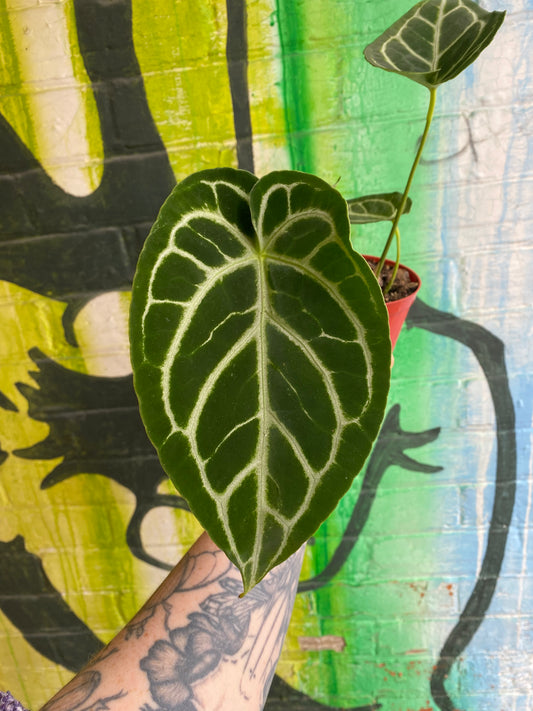 4” Anthurium Dorayaki x Magnificum