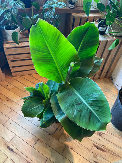 6” Cavendish Banana