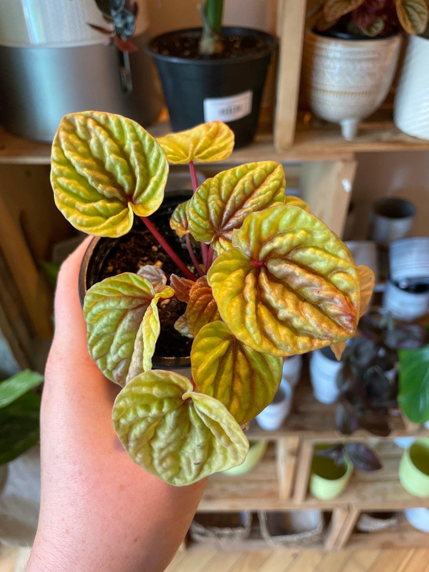 3.5" Peperomia Caperata Quito