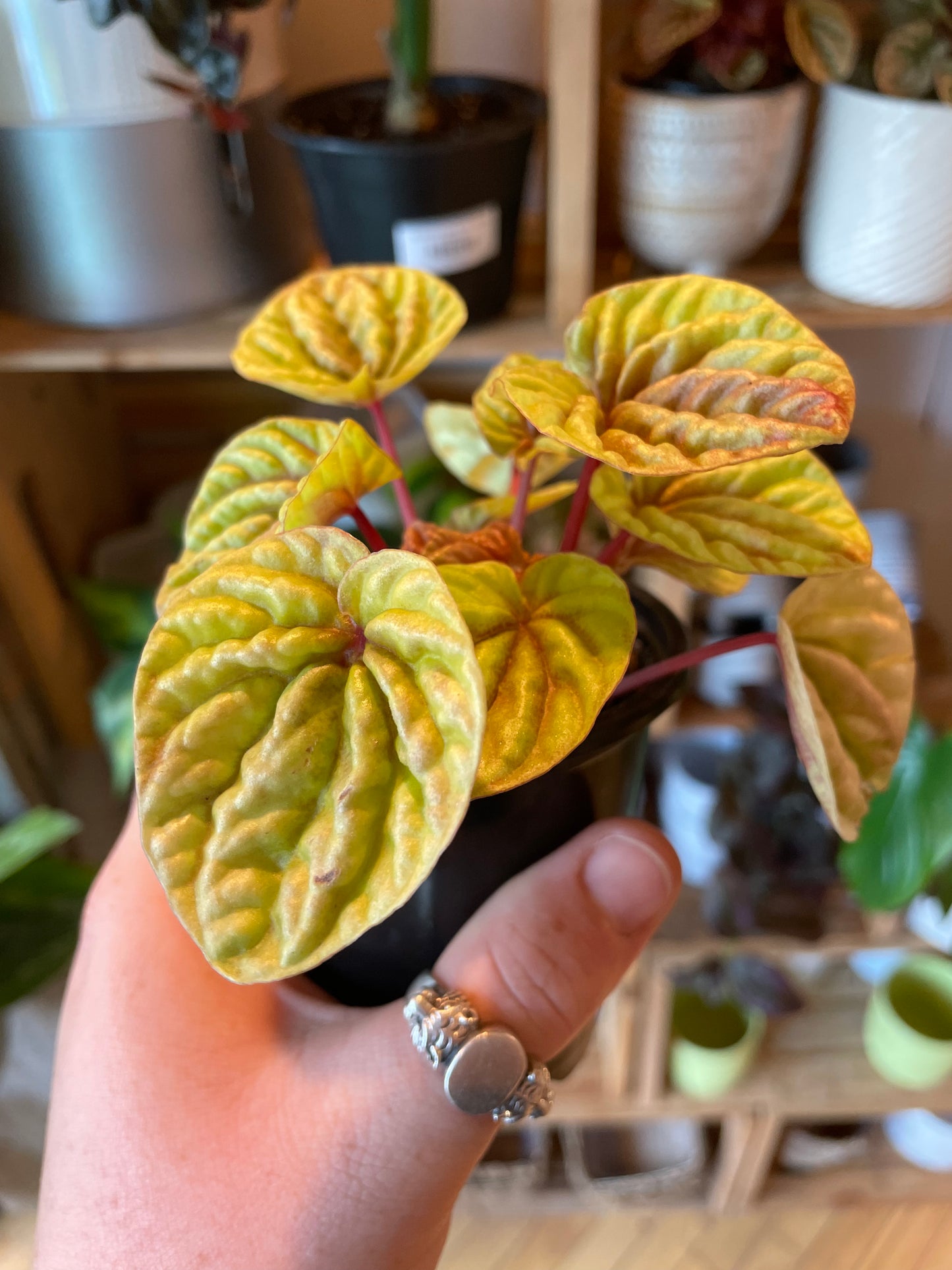 3.5" Peperomia Caperata Quito