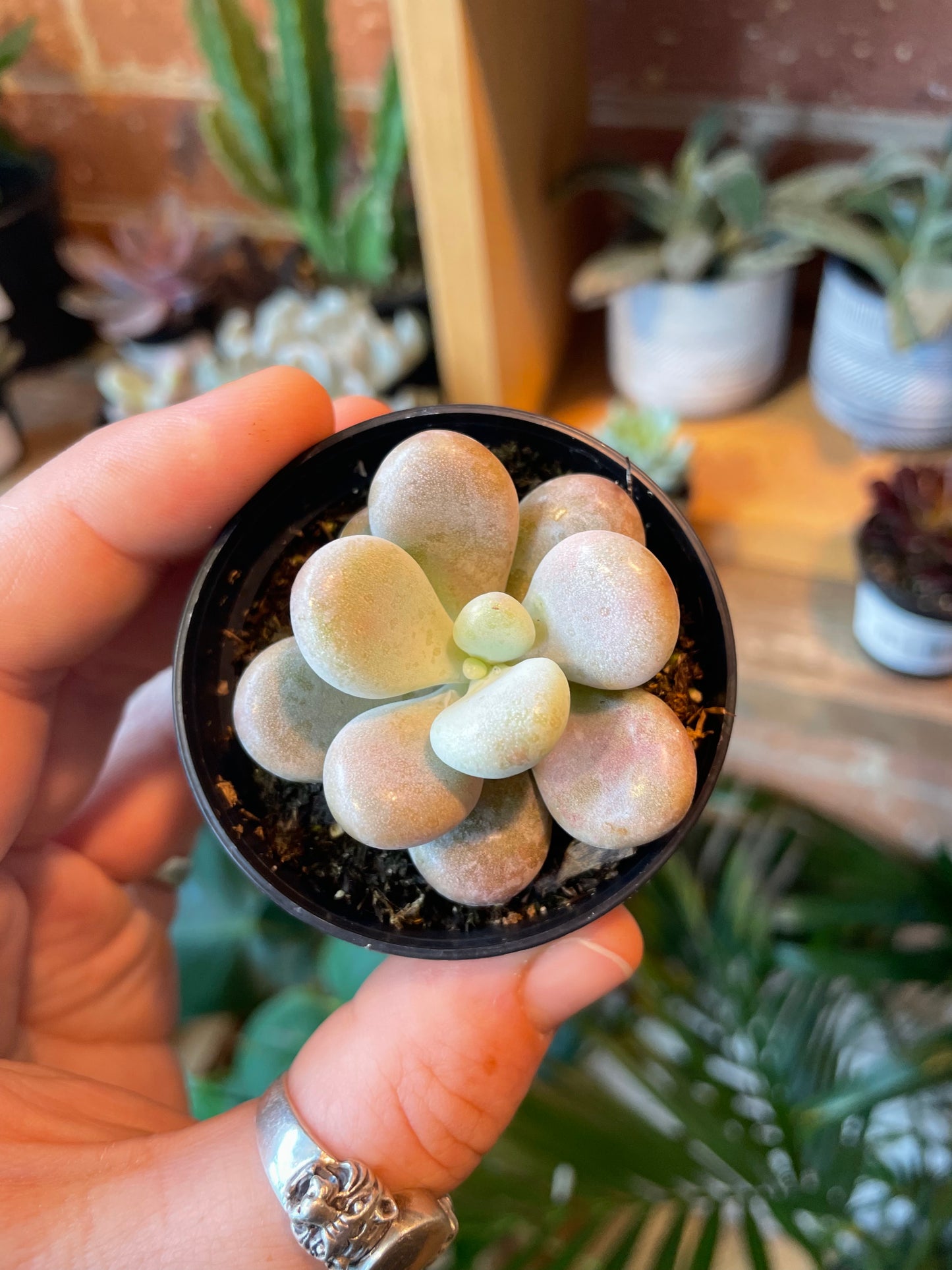 2.5” Pachyphytum Oviferum