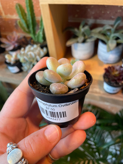 2.5” Pachyphytum Oviferum