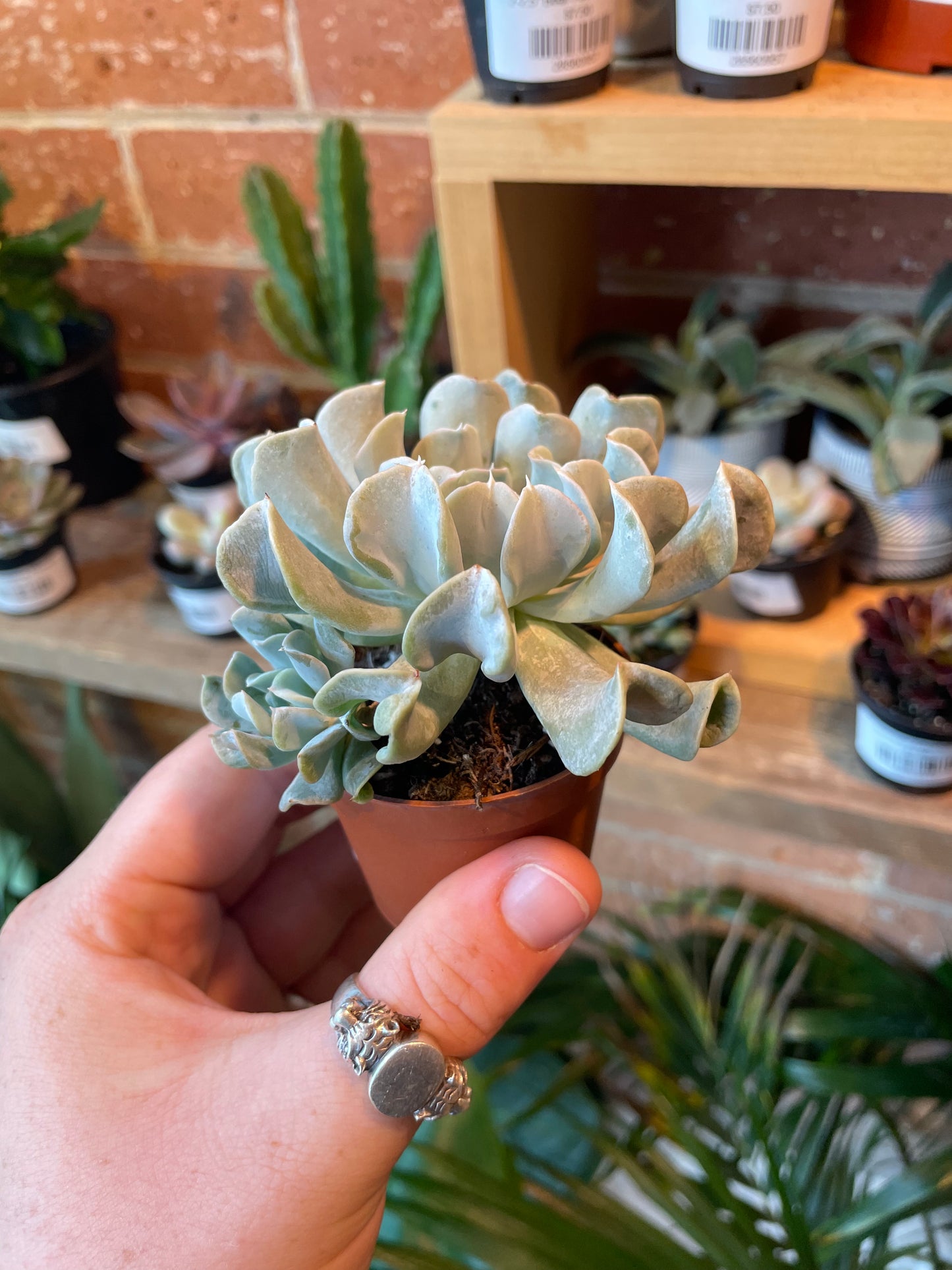 2.5" Echeveria Runyonii