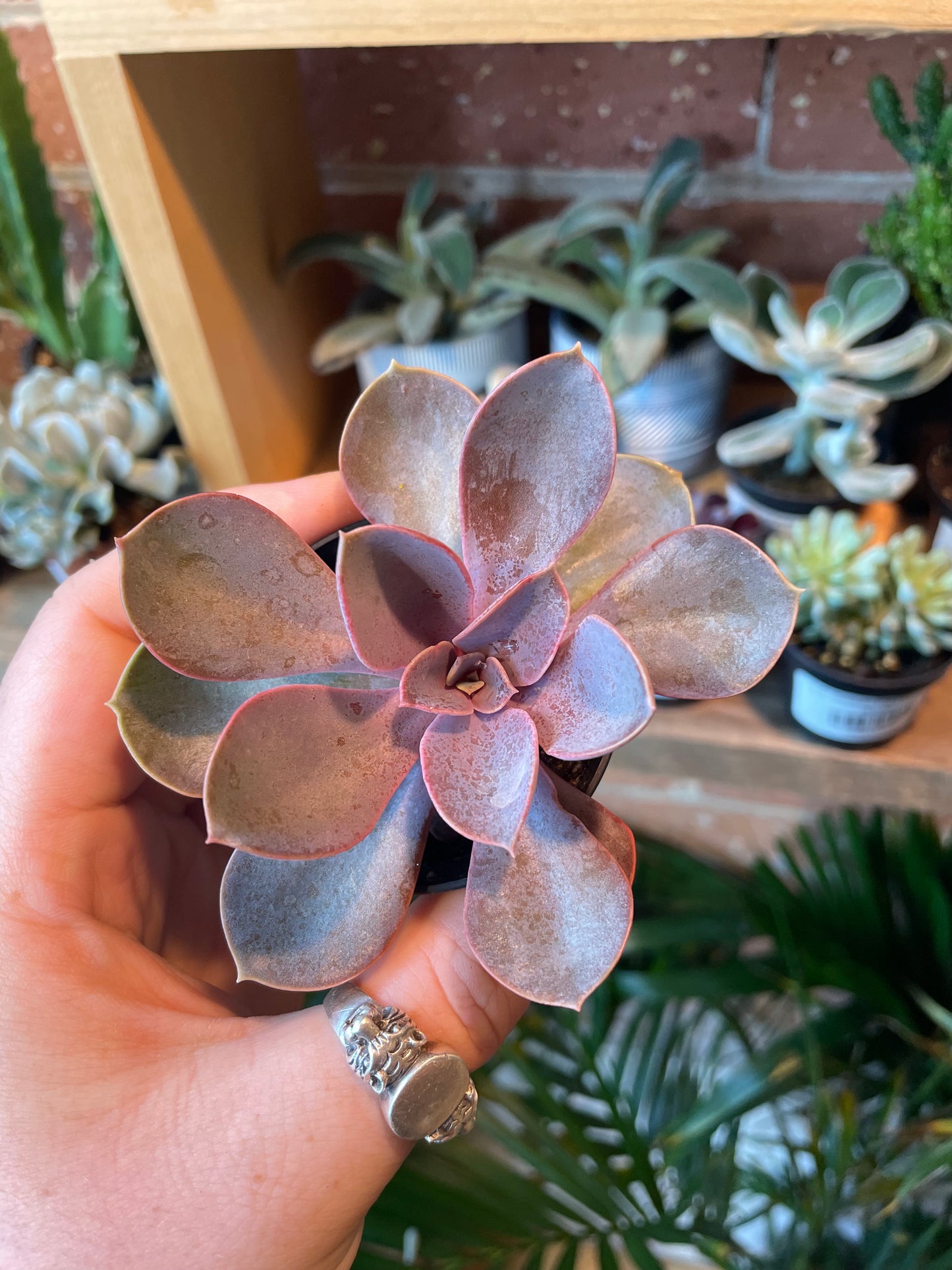 2.5" Echeveria Perle von Nürnberg