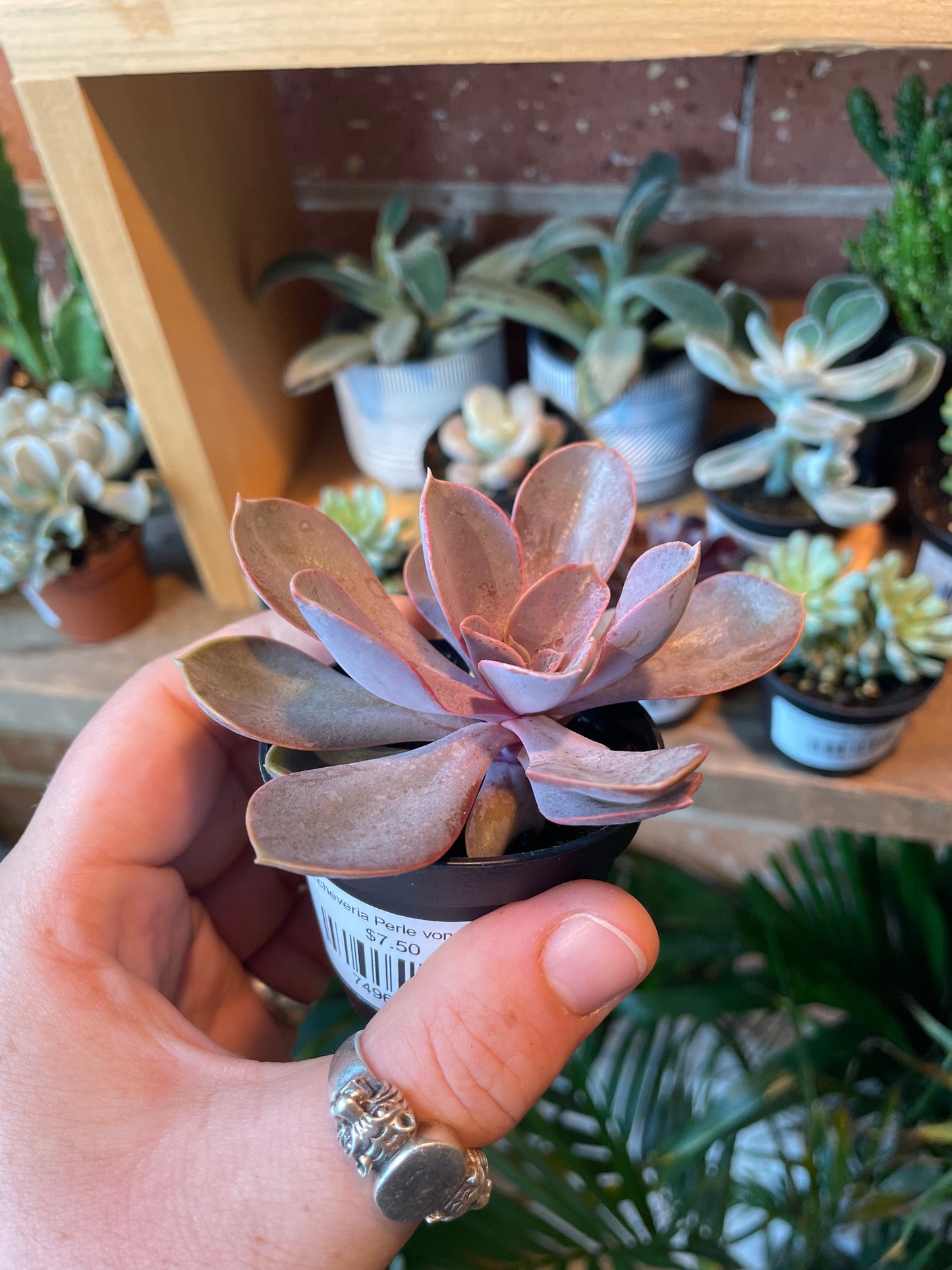 2.5" Echeveria Perle von Nürnberg