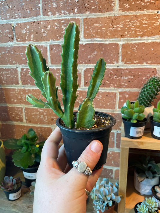 3.5” Stapelia Hirsuta